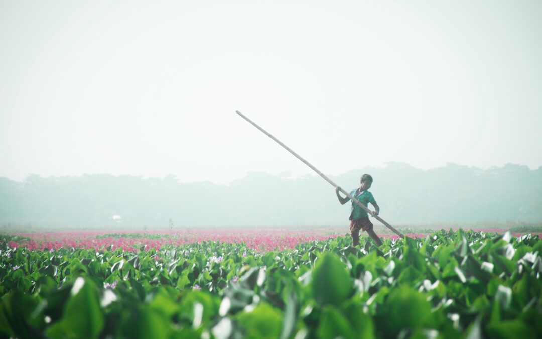 A boy rakes a field of green vegetables