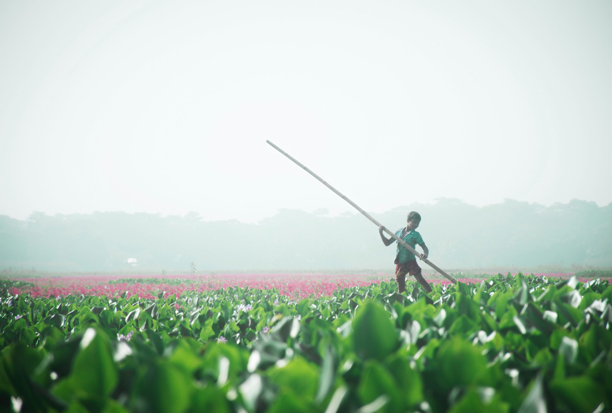 A boy rakes a field of green vegetables