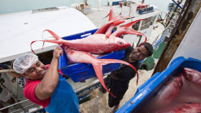 Australia launches inquiry on role of business in aid