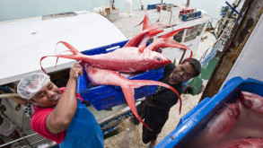 Australia calls for private sector investment in aid